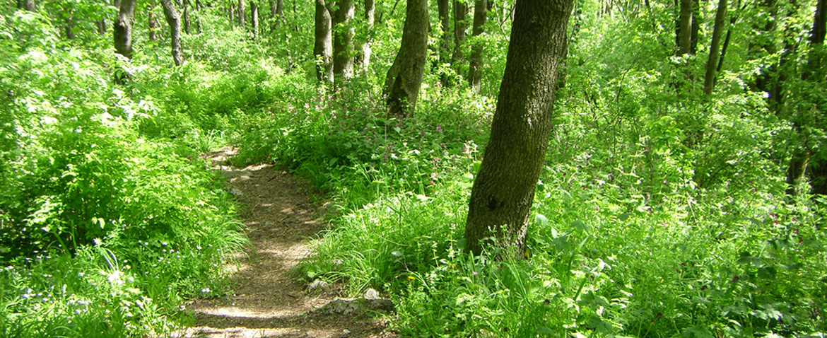 Waldweg