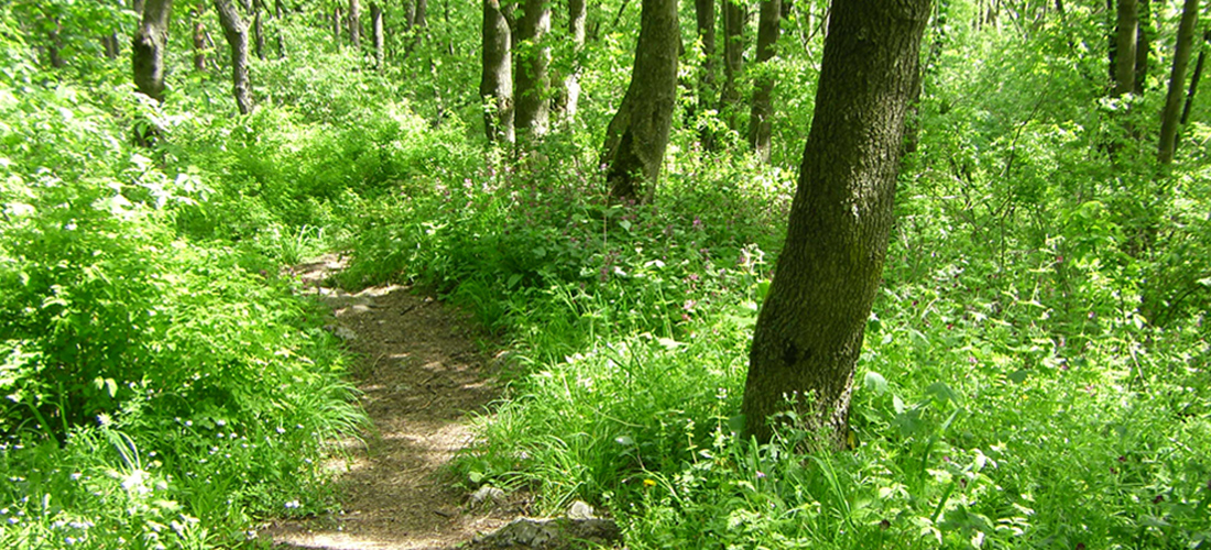 Waldweg